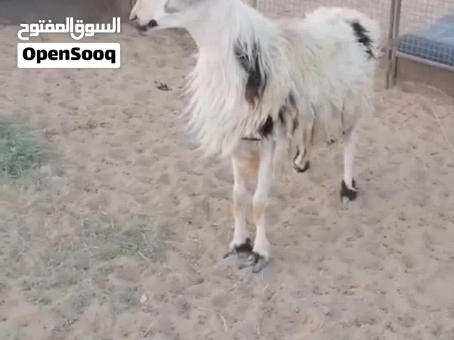 كبش فحل للبيع