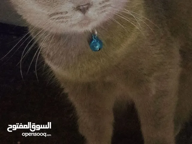 سكوتش ستريت