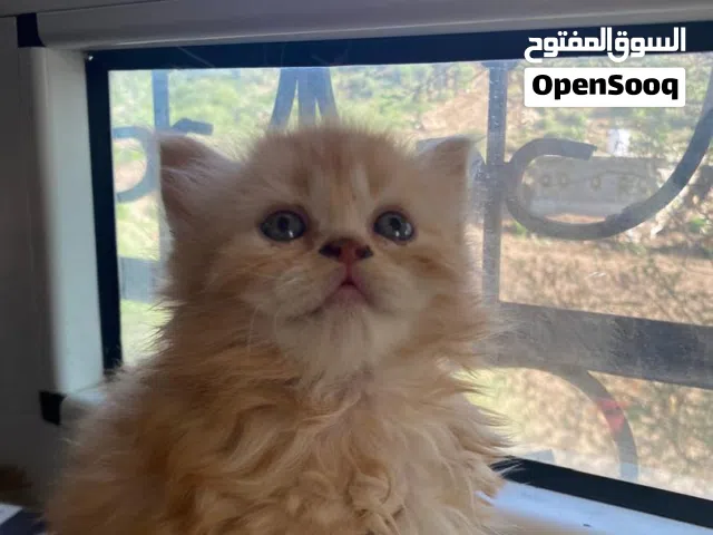 قطط لي بيع الموقع تعز يوجود خدمات توصل