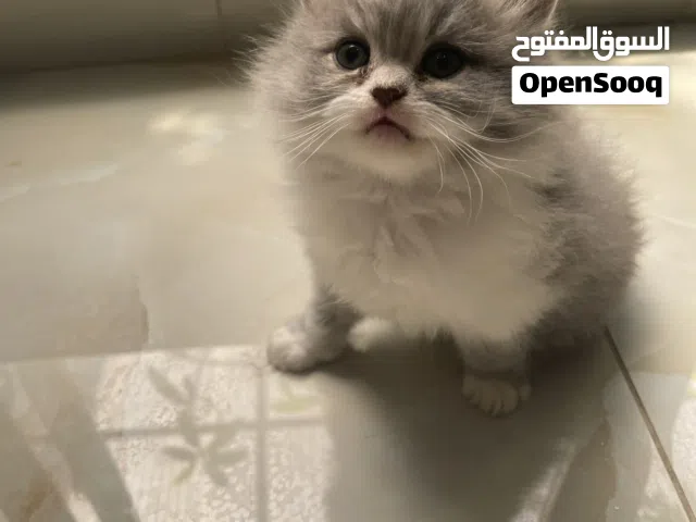 للبيع كتنز