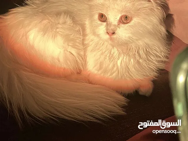 قطه صغيره للبيع سعر20 عماني