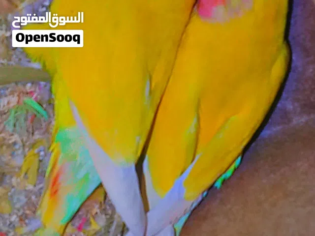 جوز طيور ما شاء الله