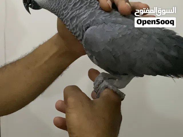 ببغاء زنجباري