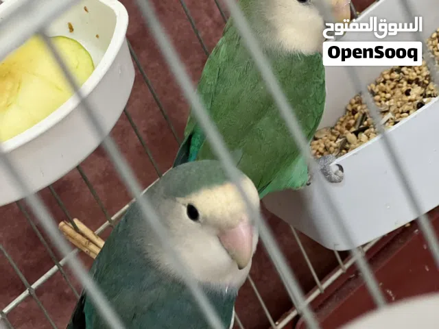 جوز روز  مع فرخهم للبيع اول للبدل