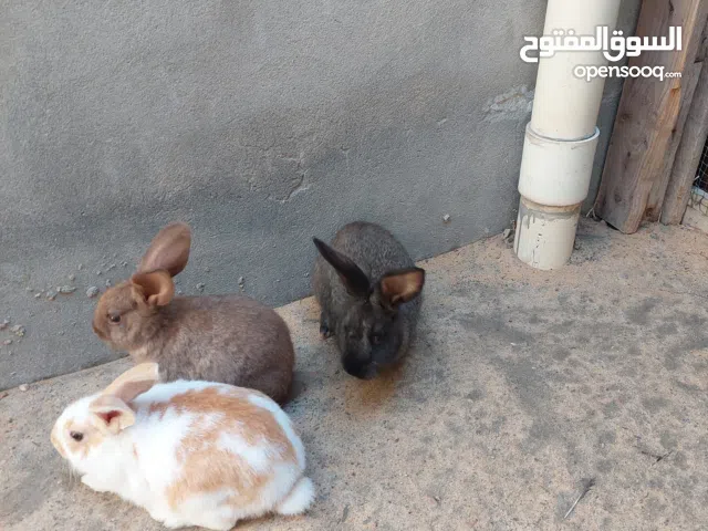 ارانب للبيع