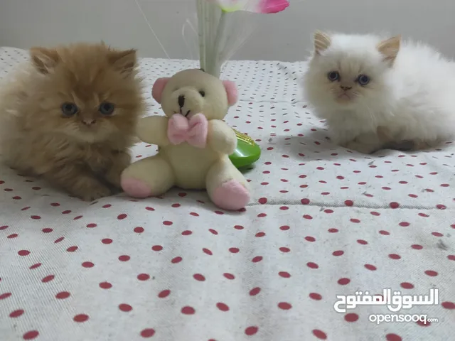 2 chatons person