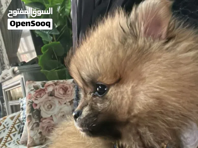 كلاب بومرنينان
