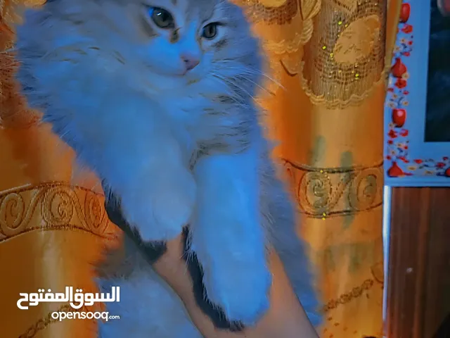 قط شيرازي صغير عرطة