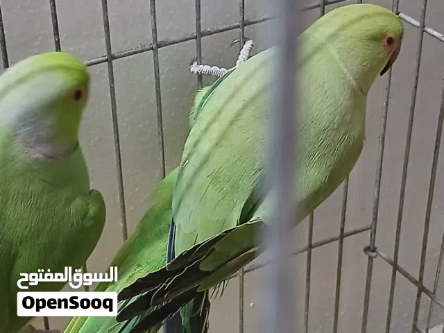 جوز ببغاء دره للبدل