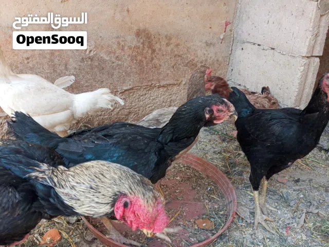 دجاج للبيع