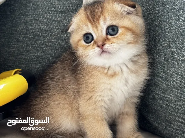 برتش فولد جولدن انثى