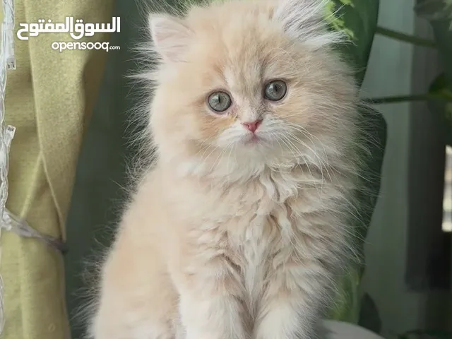 سنتر كات موصل حي الزهور