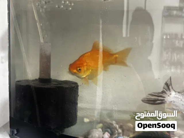 سمك جولد فيشً