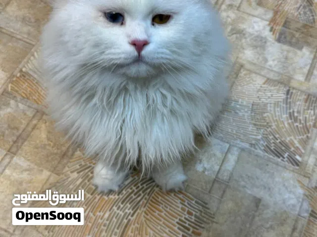 قط شيرازي نظيف جداً للتبني