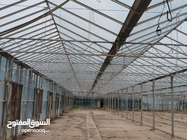 بيت زجاجي لزراعة للبيع ‏طول 60 متر ‏عرض 50 متر ‏الموقع الغور منطقة الكرامة