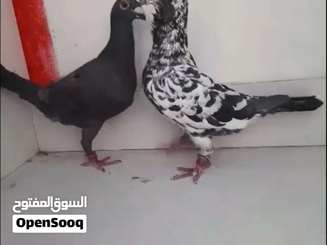 ثلاث اجواز شغلات ومكفولات  ومخلفين كنك زرق وطيره كنك سيكيه حمرا لليي بدو يتسبب فيهم