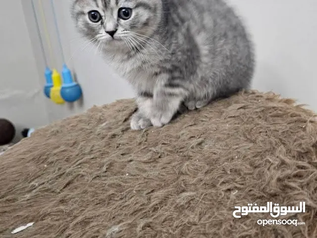 قط ذكر سكوتش فولد بيور مواليد 3/9 لون سكني فاتح