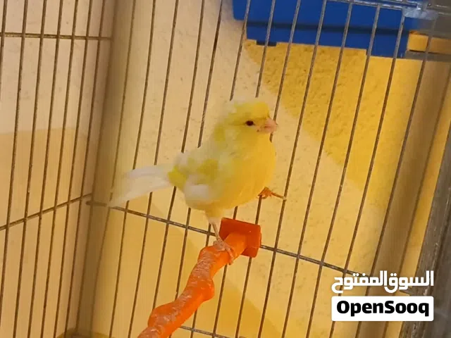 شروة بسعر طري متاح فحل جلوستر وطيرة فايف فانسي وجوز حب انجليزيات وجوز روز لاتينو اصفر وجه احمر
