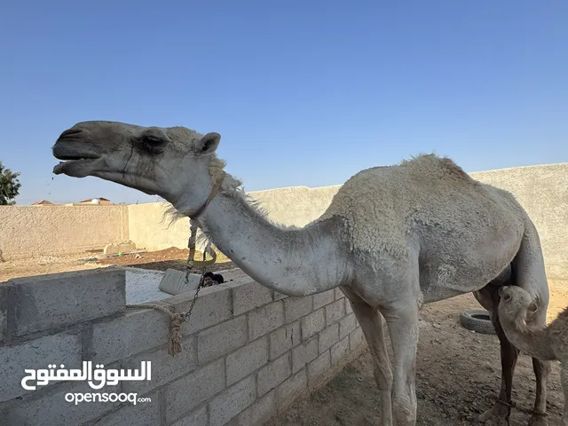 ناقه ام ثالث للبيع