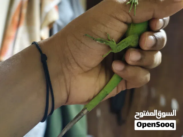 iguana إِغْوَانَا