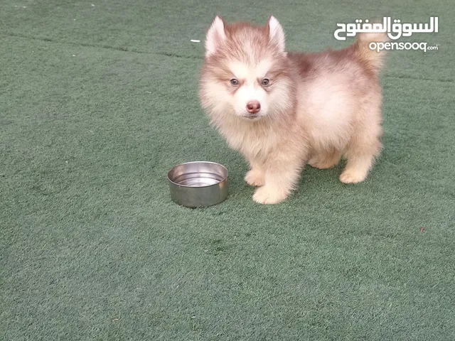 جرو هاسكي بني فاتح ذكر بيور
