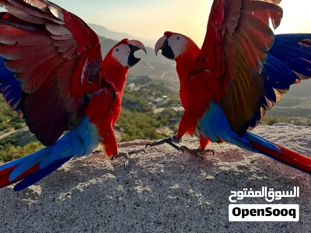 Scarlet Macaw parrots that loves to sing and whistle