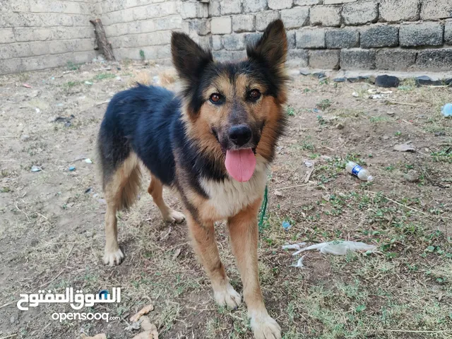 كلاب جيرمن عرررطه للبيع