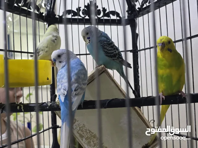 4love birds without cage