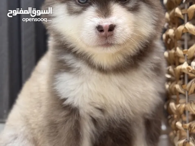 جرو السكا مالموت