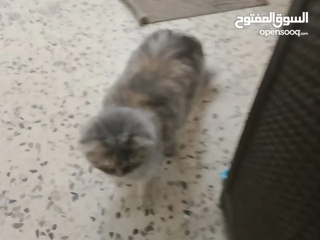 قطه شانشيلا عمرها. 8. شهور للبيع.