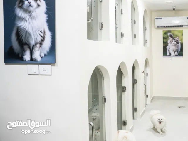 مبـــيـــــــت فــــــــاخر للقـــــطط غرفة خاصة، ألعاب ممتعة، واهتمام 24 ساعة