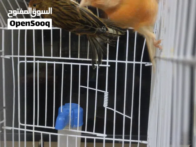 طيرتين معبيات فل