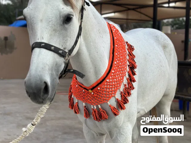 صدرية الخيل ( اكسسوارات الخيل)