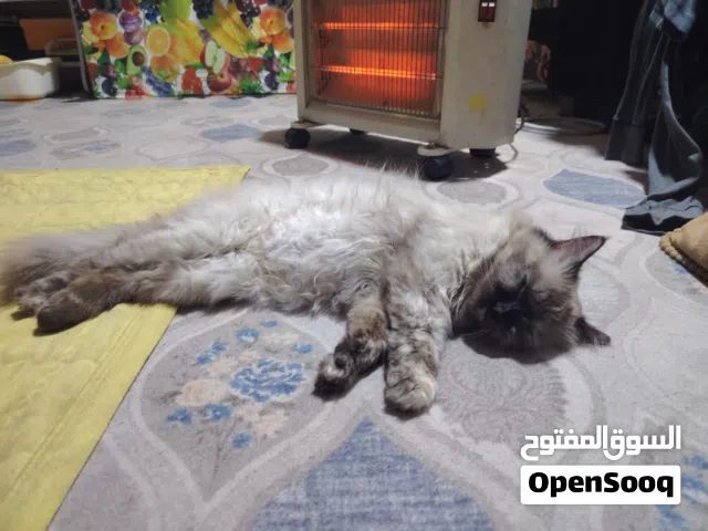 بزونه هملايا أقره الوصف