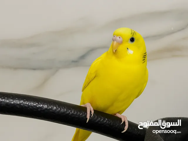 انسى حب الصلاه على سيدنا محمد