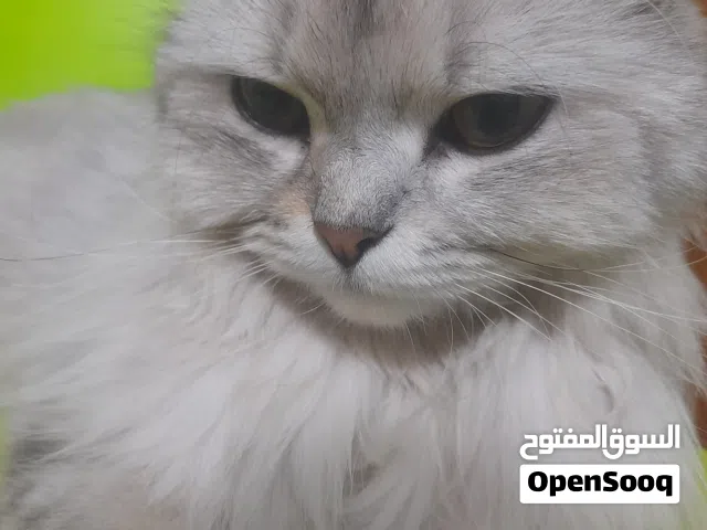 قط للبيع العمر 5اشهر