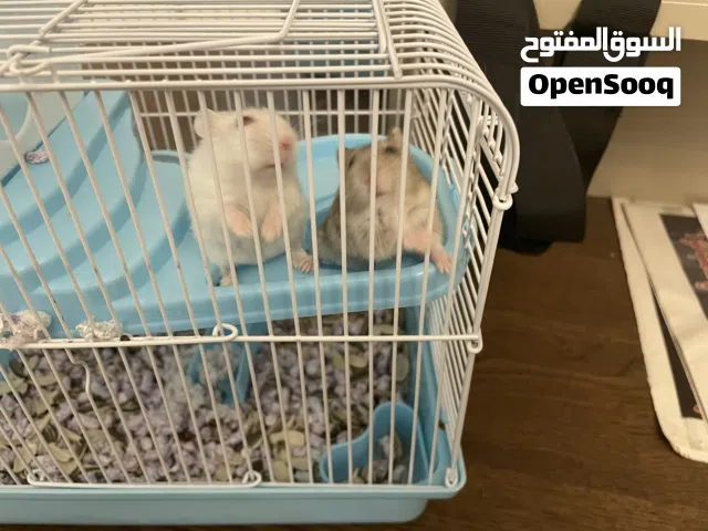ها مستر روسي