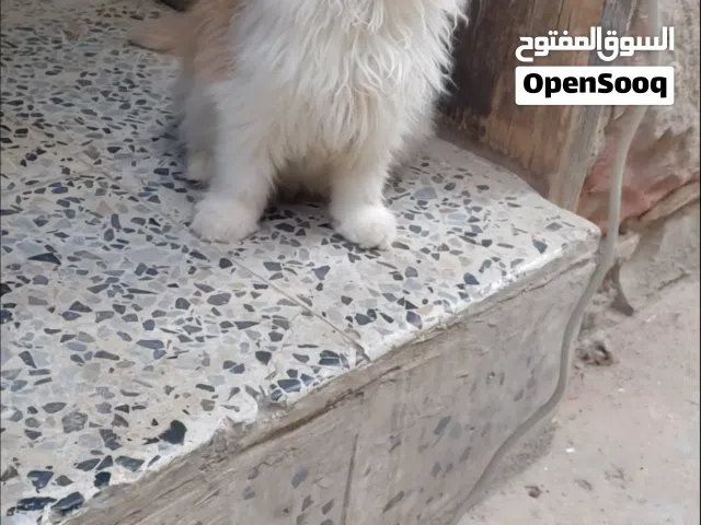 حيوانات للبي..
