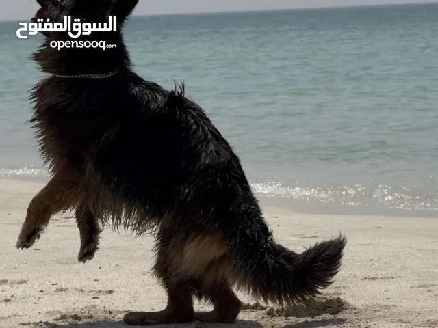 جلبه جيرمن نثيه