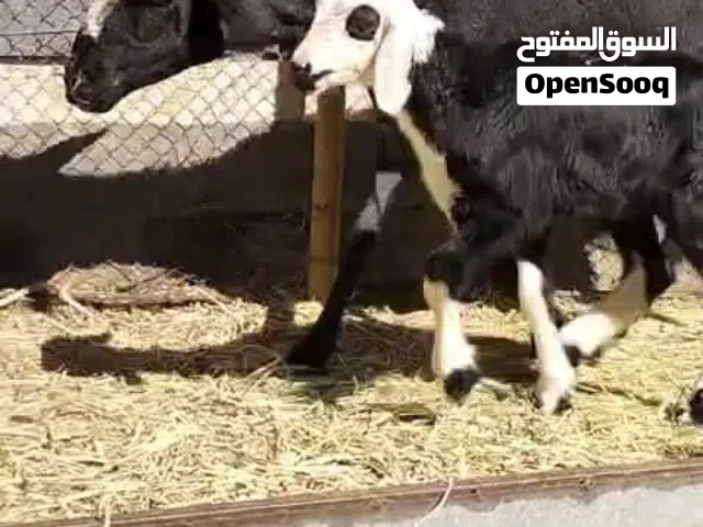 للبيع جاعدة سودانية تحتها توم كبش وحمله ماشاءالله تبارك الرحمن