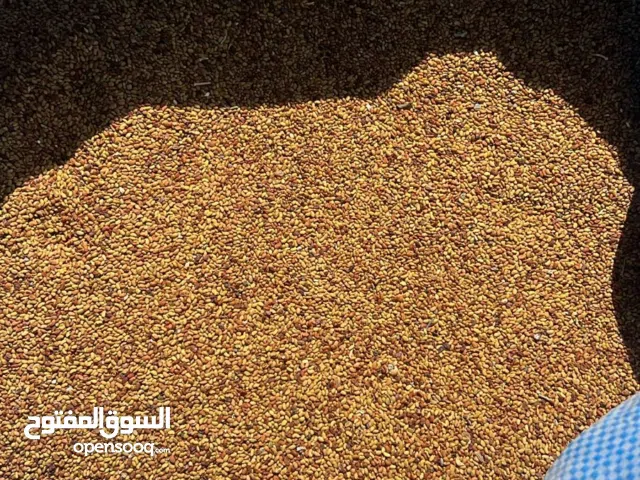 للبيع بذر قت عماني