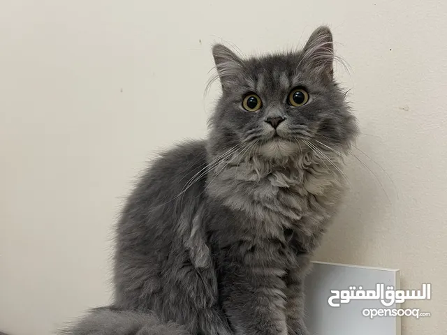 Turkish Angora/Siberian mix breed