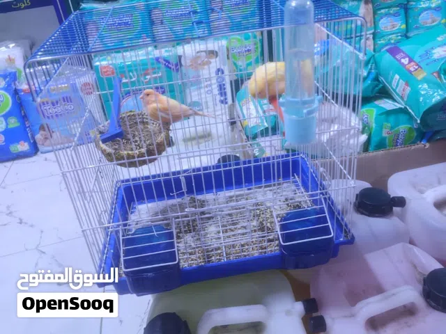 بيع كناري قفل مستعجل
