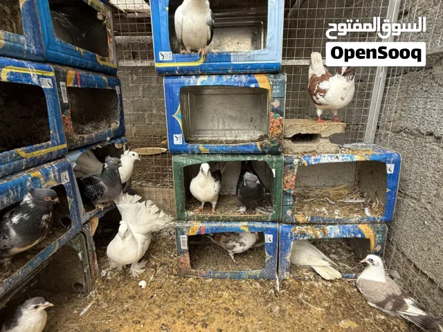 للبيع حمام زينه شمسي و إيراني و مدينه ازواج  العدد فوق 15 طير ب 40 ريال قابل للتفاوض وبط تفقيس طبيعي