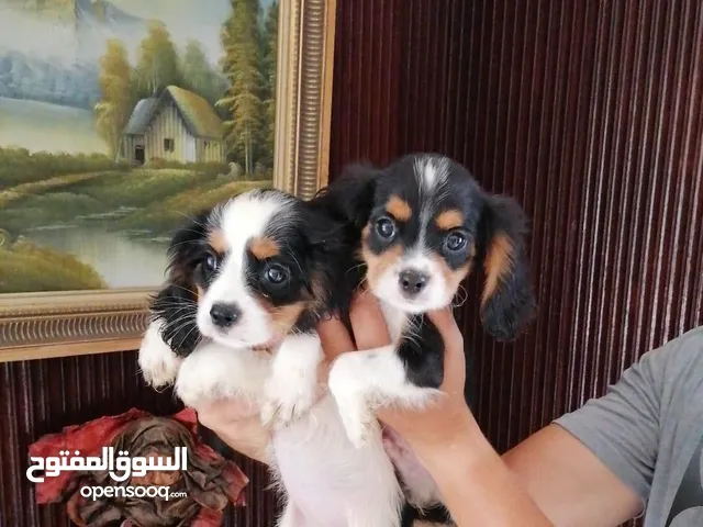 chiots Cavalier king charles pure race