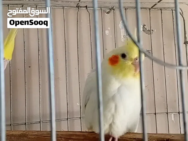 متاح جوز كوكتيل لاتينو عين حمرا شغالات بجهزن لبطن جديد مع قفص كاسكو وكوخ