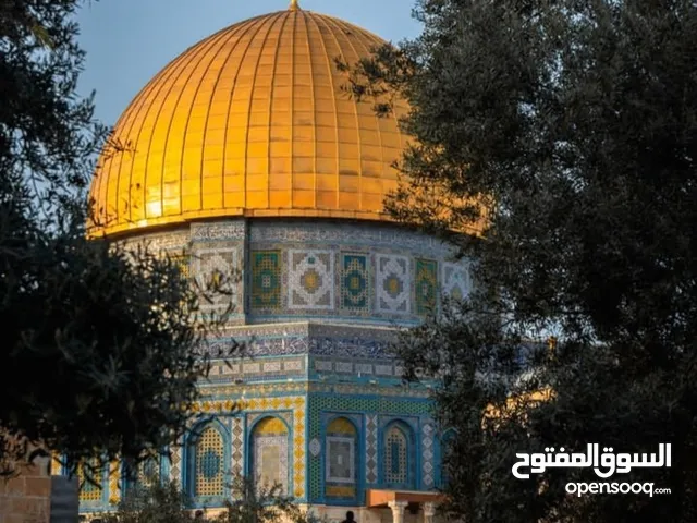 نادر علي
