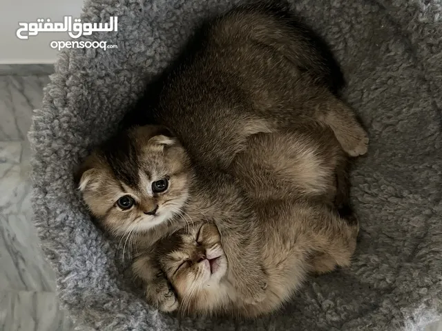 قطط سكوتش فولد