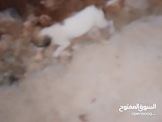 جراء عمر شهرين للبيع في عجلون الجراو صحتهن ممتازه وحاميات فيهن ذكرين ووثلاث اناثي