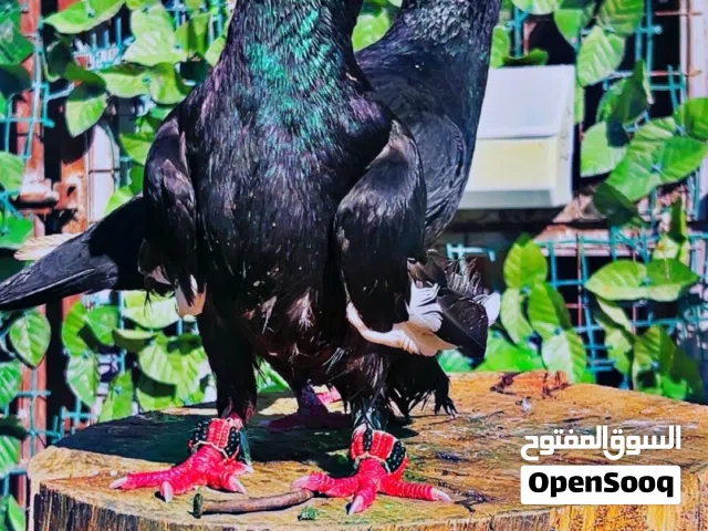 جواز على الاول